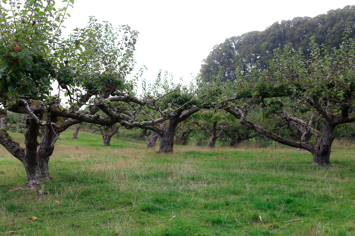 A day trip from Copenhagen to pick some of Denmark's best apples and pears at the Frydenlunds Frugtplantage outside of Vedbaek.