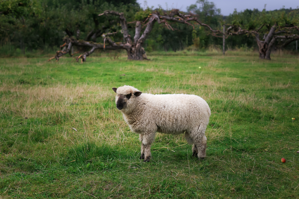 A day trip from Copenhagen to pick some of Denmark's best apples and pears at the Frydenlunds Frugtplantage outside of Vedbaek.